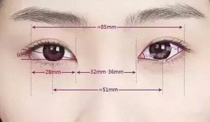 上眼睑提肌